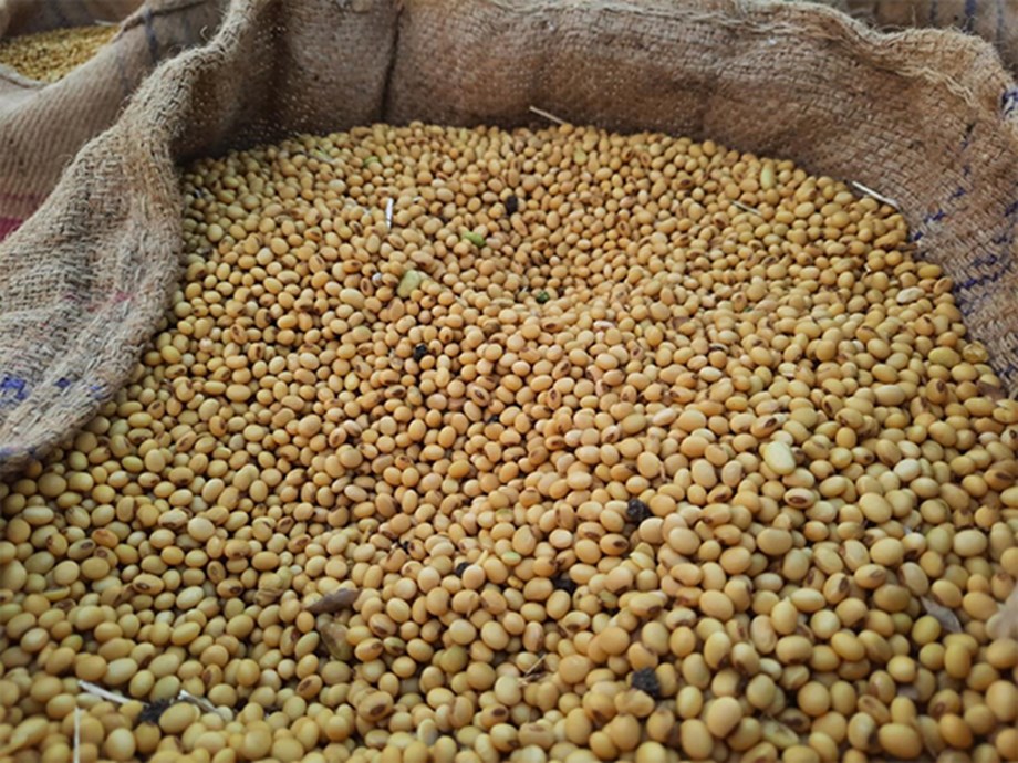 India's Non-GMO Soybean Push: Meeting EU's Deforestation-Free Standards