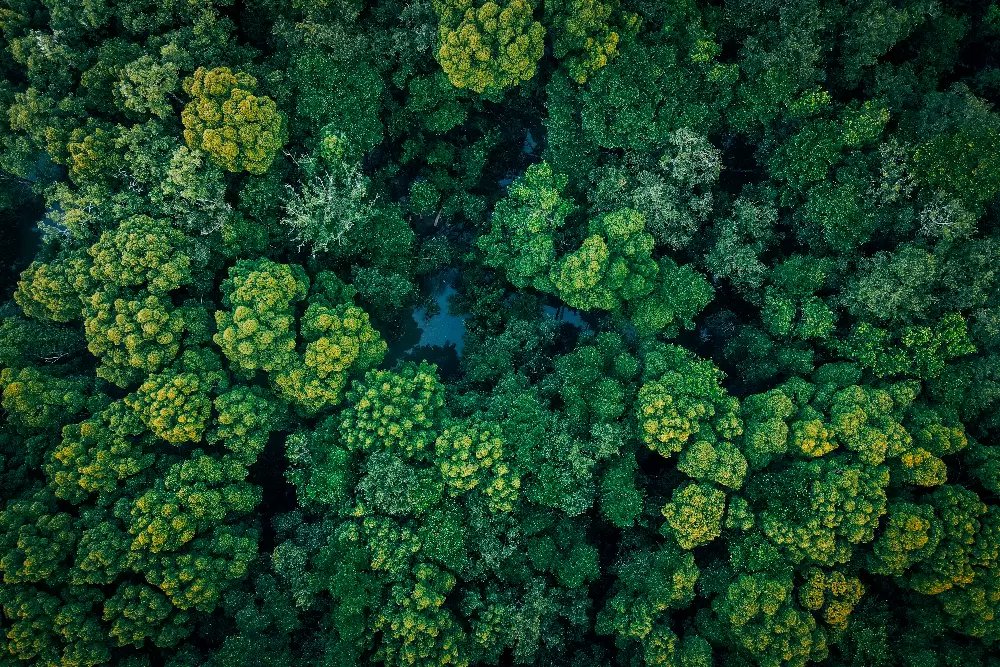 Commission invites feedback on future simplification of environmental legislation