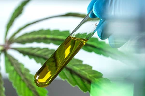 How European cannabis startups are shaping the future of legalisation - London Business News