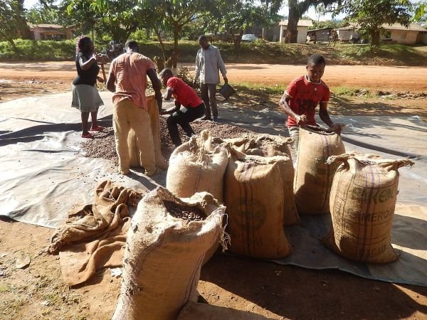 Cameroon ready for new EU regulation on cocoa sustainable production
