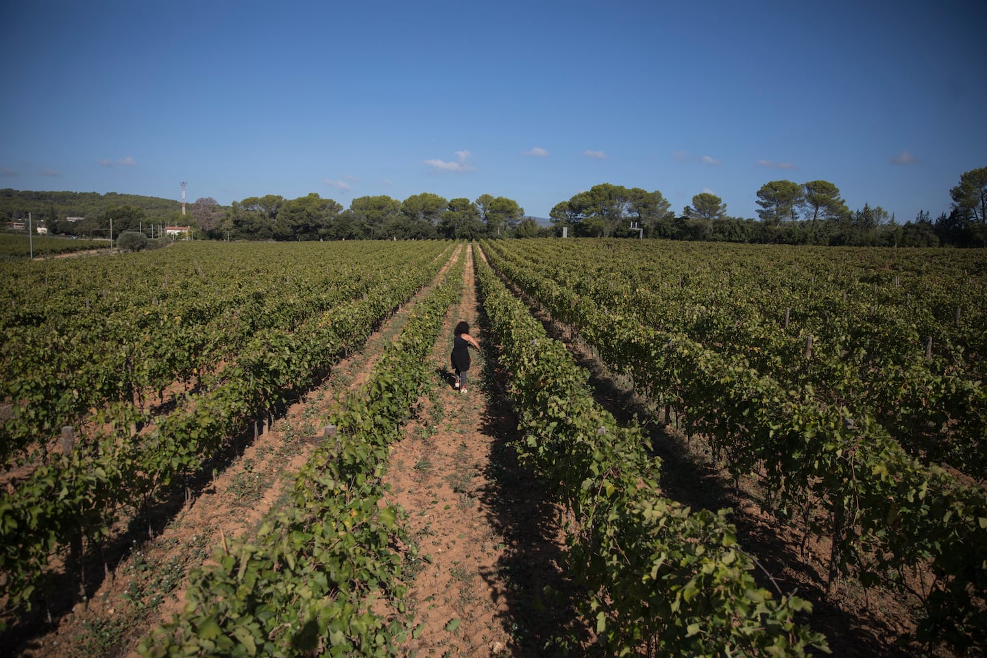 A worker tended to a vineyard in the southern French region of Provence.