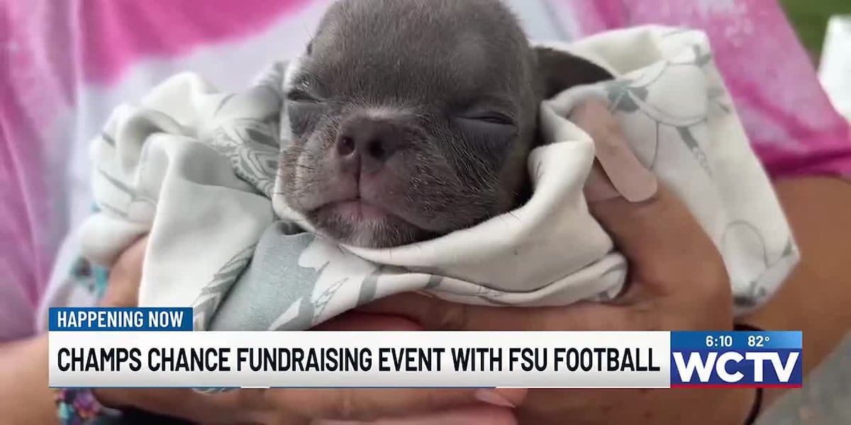 Champs Chance partnering with FSU football to raise money for dogs in need