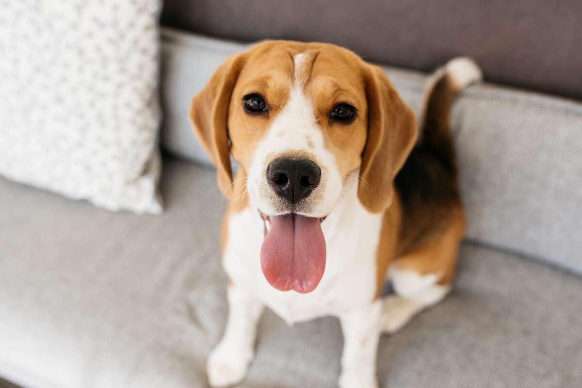 Israeli startup uses dogs to sniff out cancer with 94% accuracy