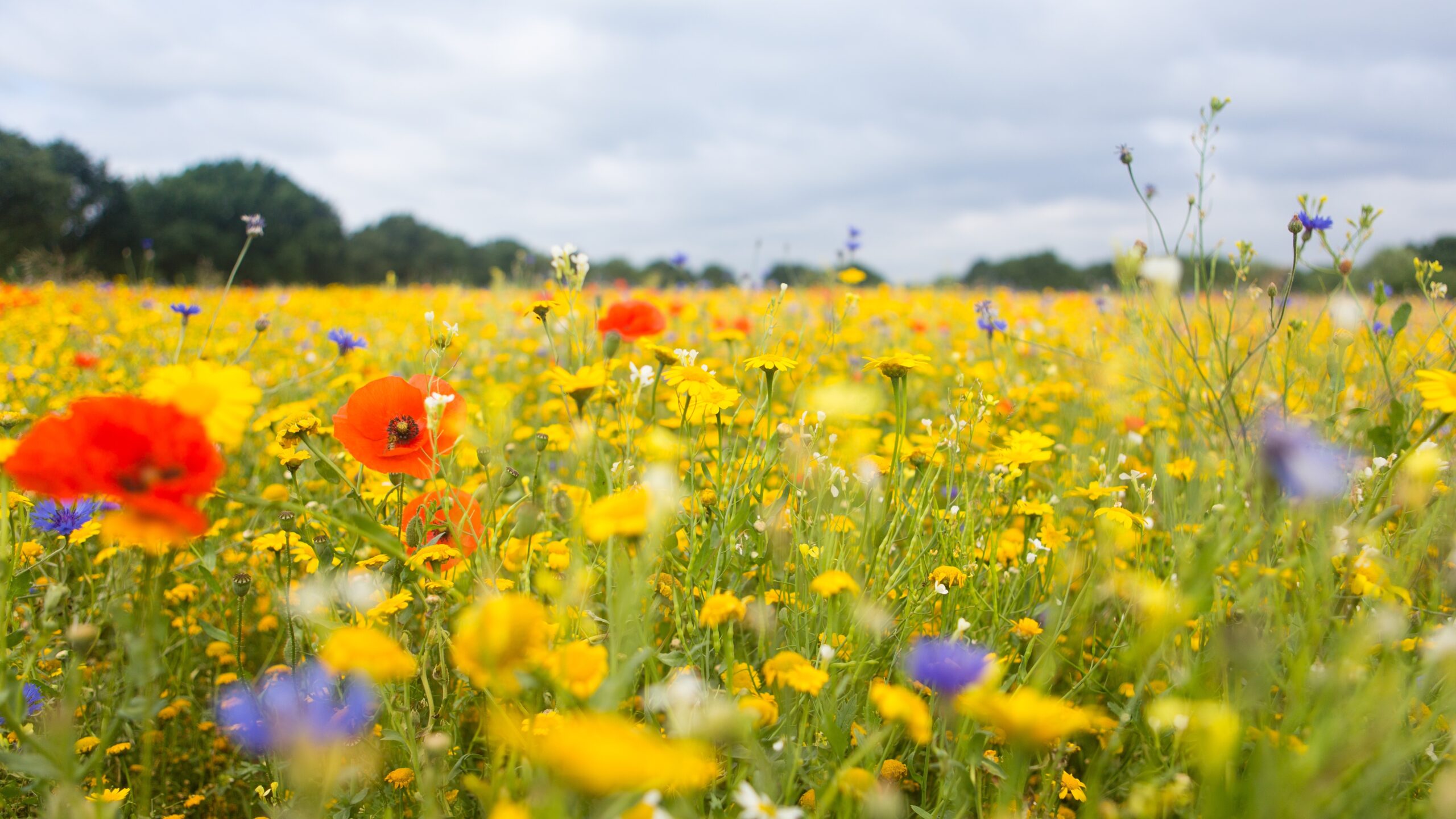 Experts question business case for nature credits as EU publishes plan