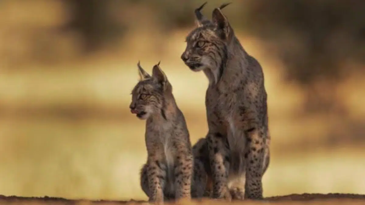 Conservation in Europe: Mapping ecological corridors for the Iberian lynx and other species in the Duero River basin