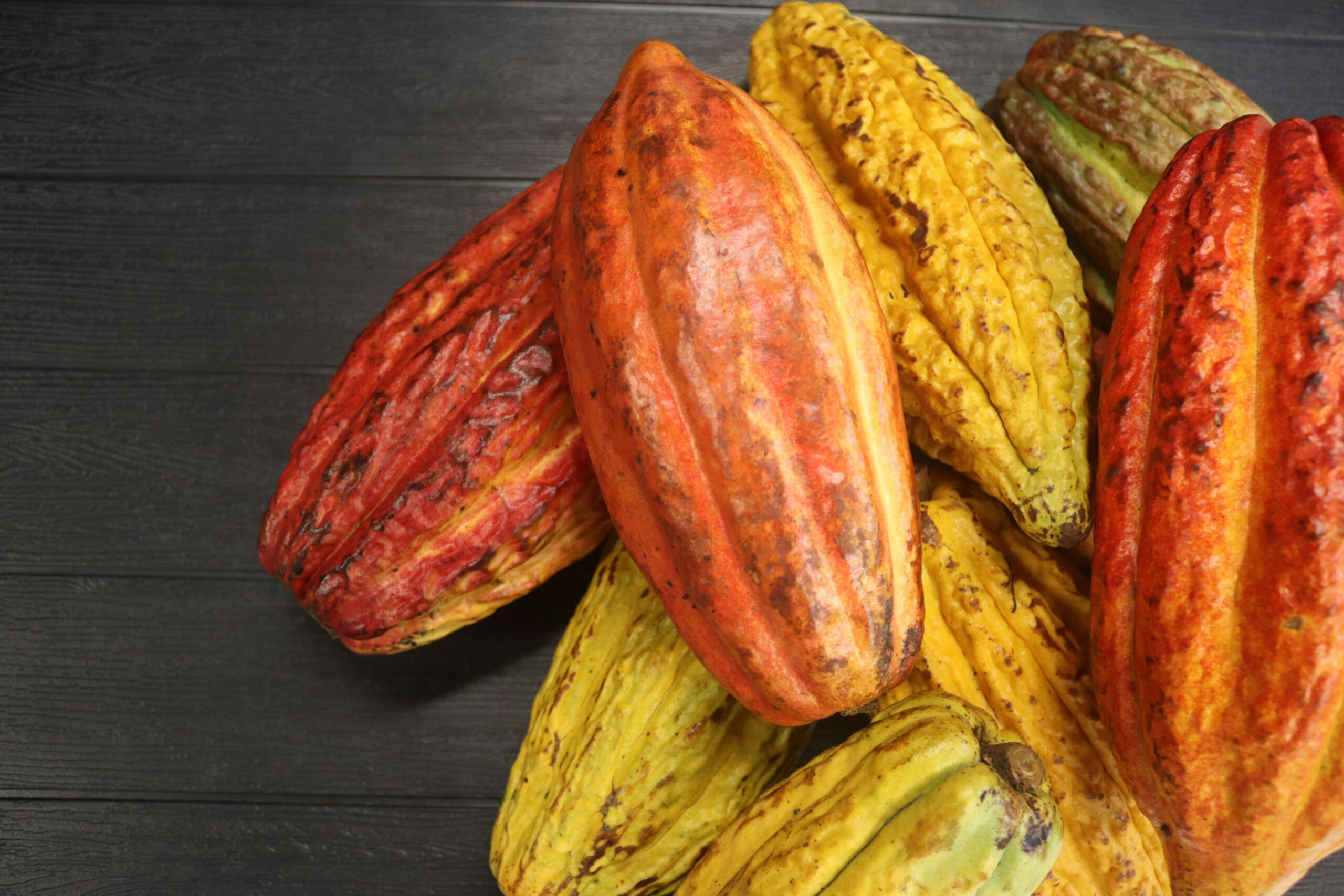 Cargill enhances cocoa supply chain sustainability with new initiatives