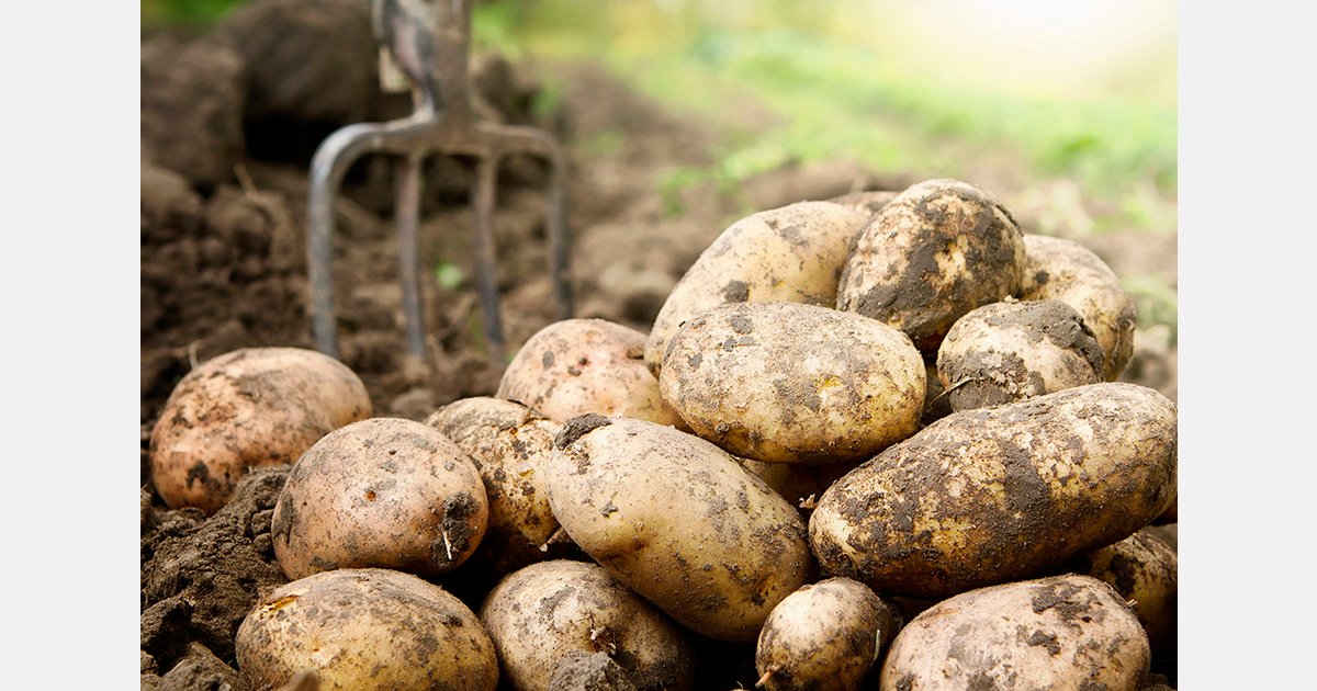 AI to aid regenerative potato farming in Europe
