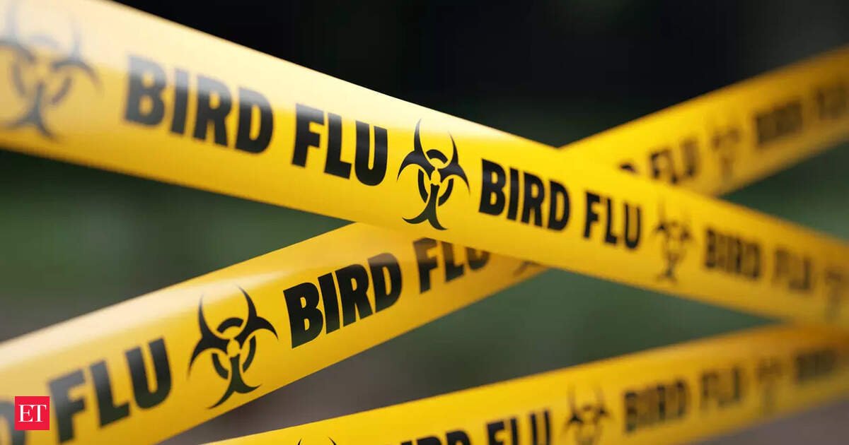 Brazil bird flu outbreak: World's largest chicken exporter faces suspension from Europe, China, other countries