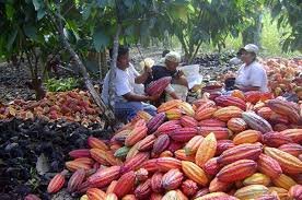 Cocoa Farmers Race to Meet EUDR  Deadline on Sustainability by December