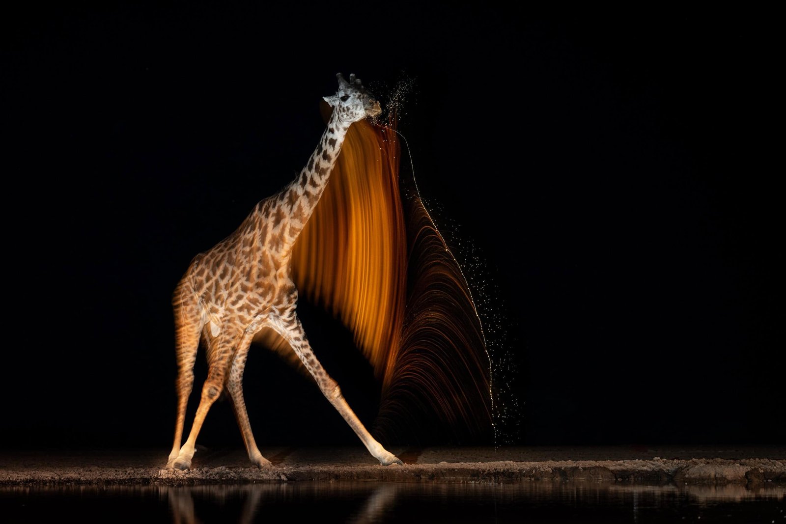 The photo sale raising money for conservation