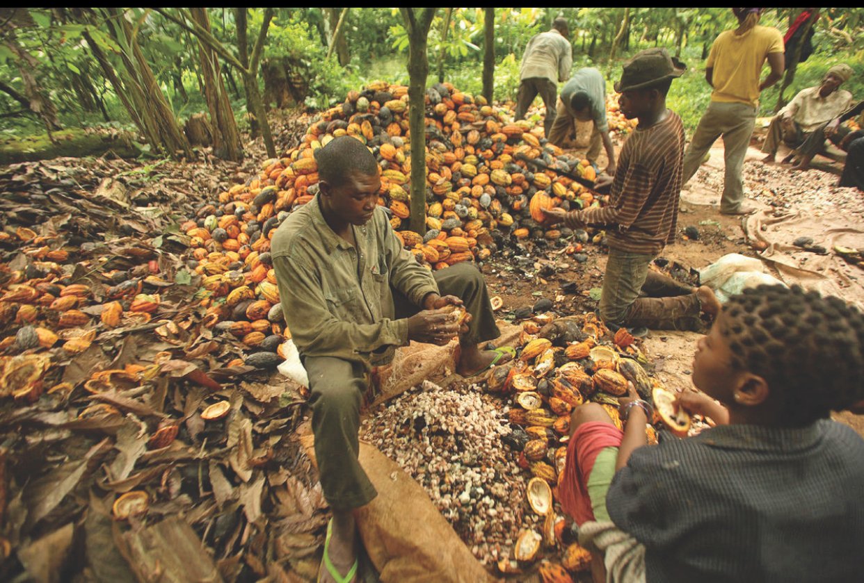 Avoiding Potential Economic Disruption in Cocoa Value-chain