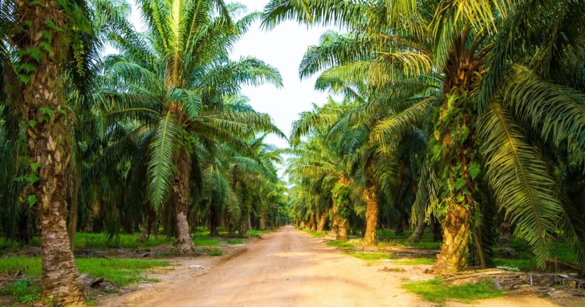 Top nine retailers in Europe committing to sustainable palm oil