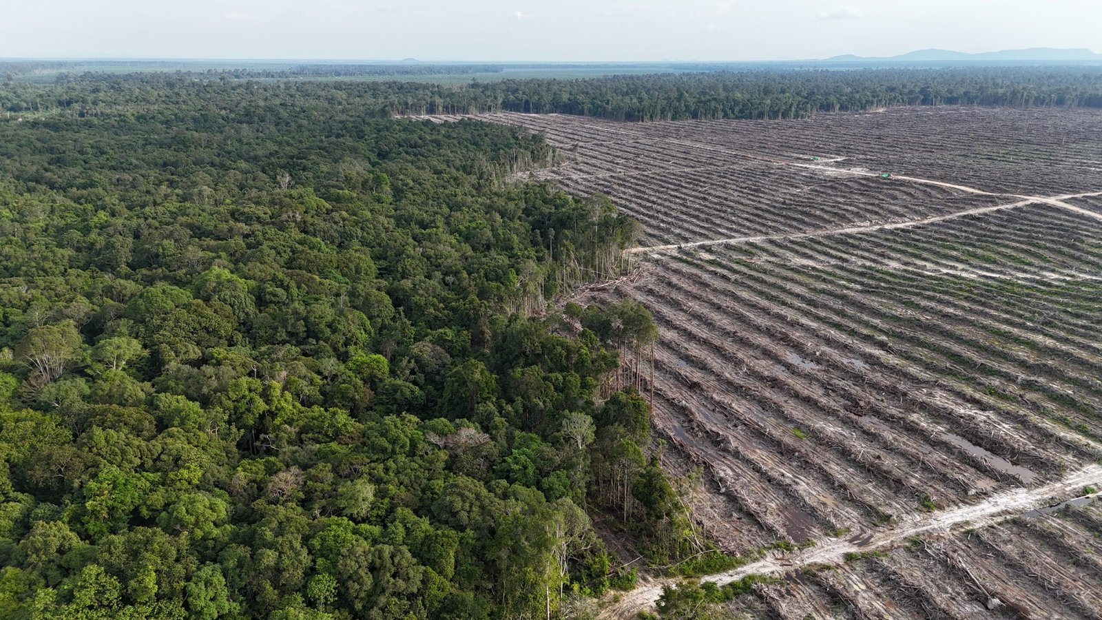 Safeguarding 2m Hectares of Forest