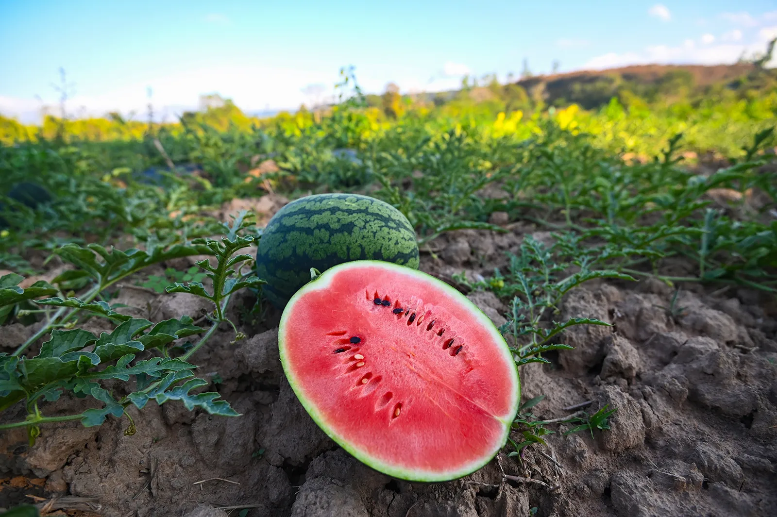 Morocco Emerges as a Key Watermelon Supplier to Europe Despite Prolonged Drought – Assahifa