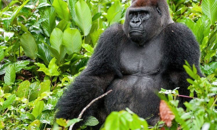 A gorilla
