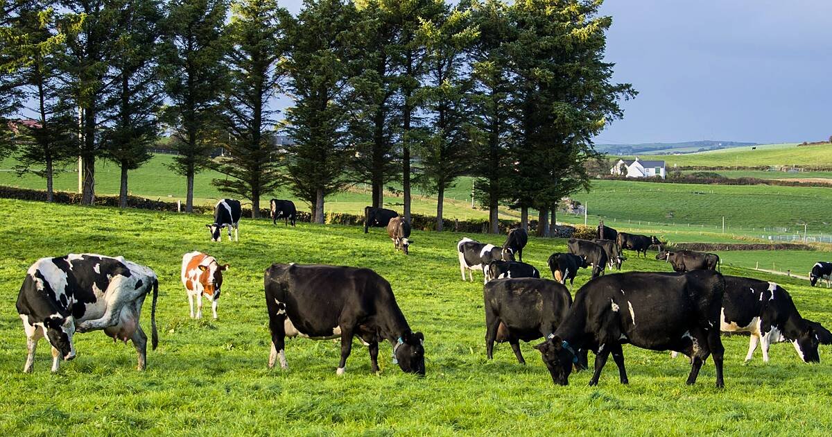 Commission funding for Asia-bound lamb and beef