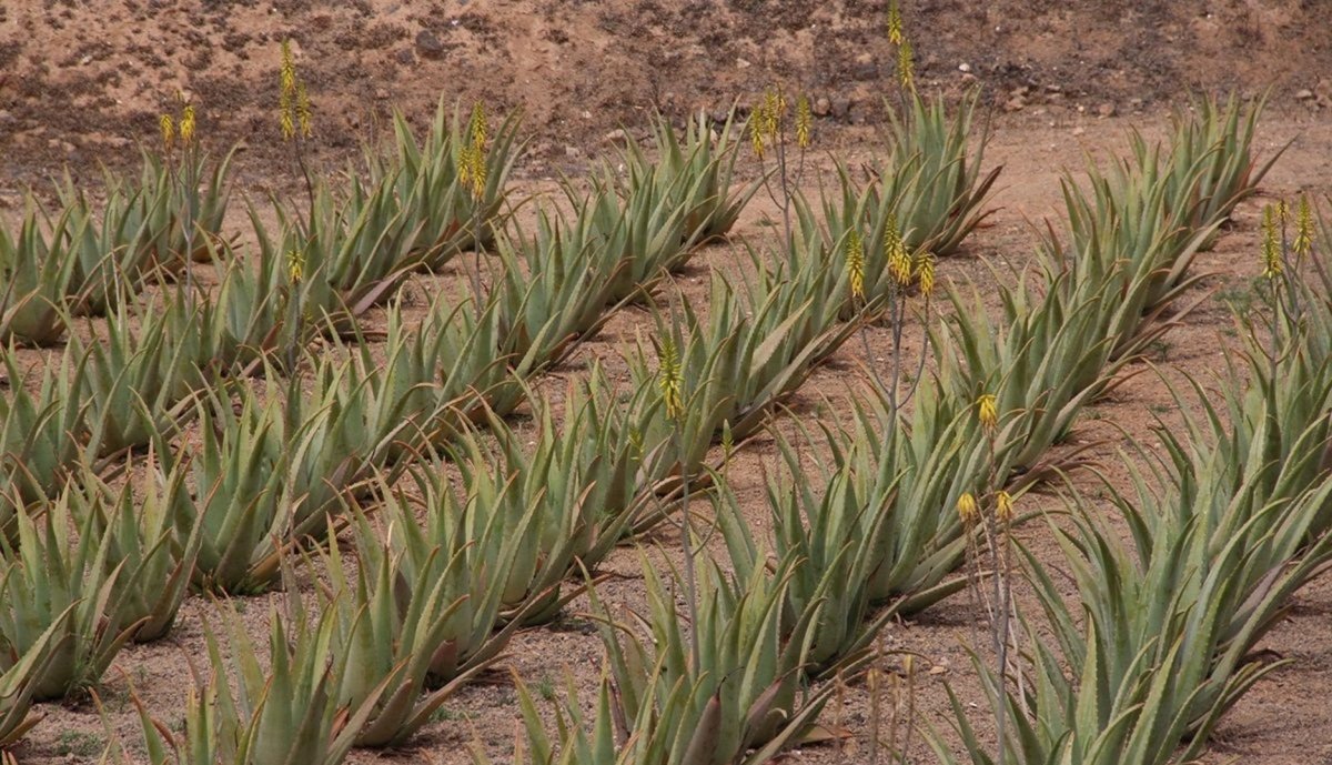 Lanzarote urges the Government of Spain to guarantee fair financing of the POSEI