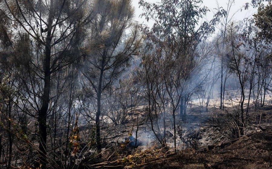 Wildfires burnt nearly 900,000 hectares across EU in 2025