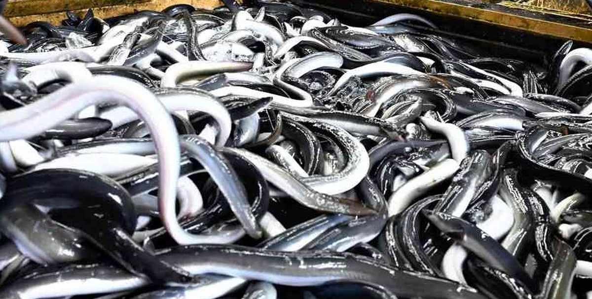 Trade Regulations for Eels Proposed by CITES for Sustainability Reasons as Japan Argues Restrictions Would Affect Imports