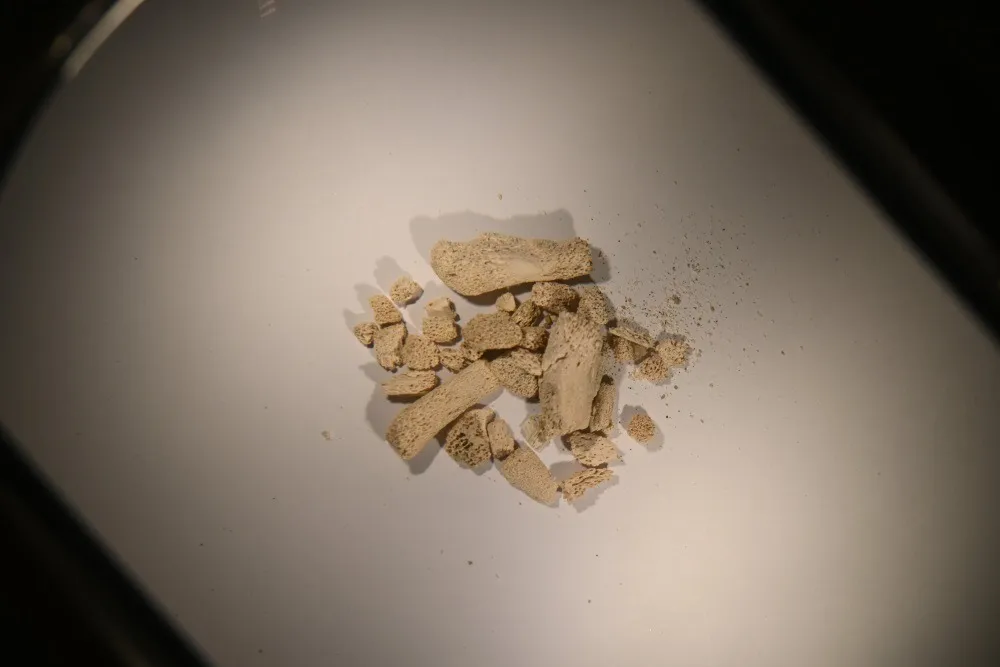 Ice treasures: the discovery of rare remains in Norway rewrites the history of Arctic fauna