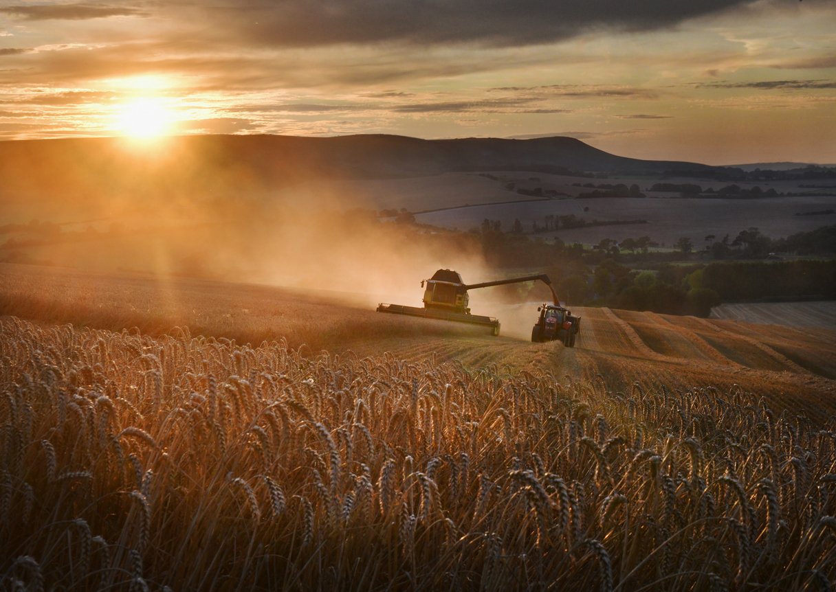 Wheat being harvested on the South Downs at sunset, England, UK