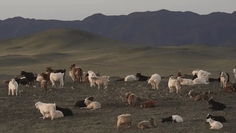 Kering regenerates 2.74M acres of land through sustainability fund