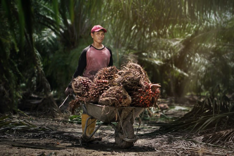 Palm Oil sector expresses concerns over EU-US trade deal's impact on landmark EUDR laws