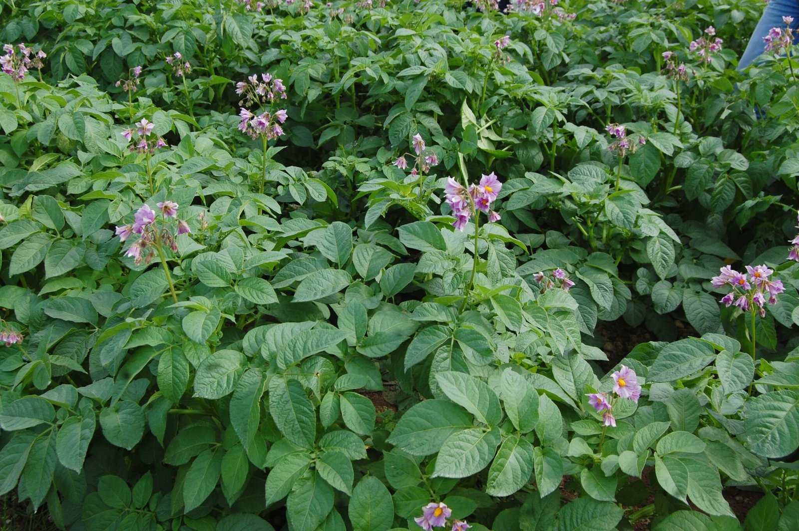 EU funds development of AI-powered platform for sustainable potato farming