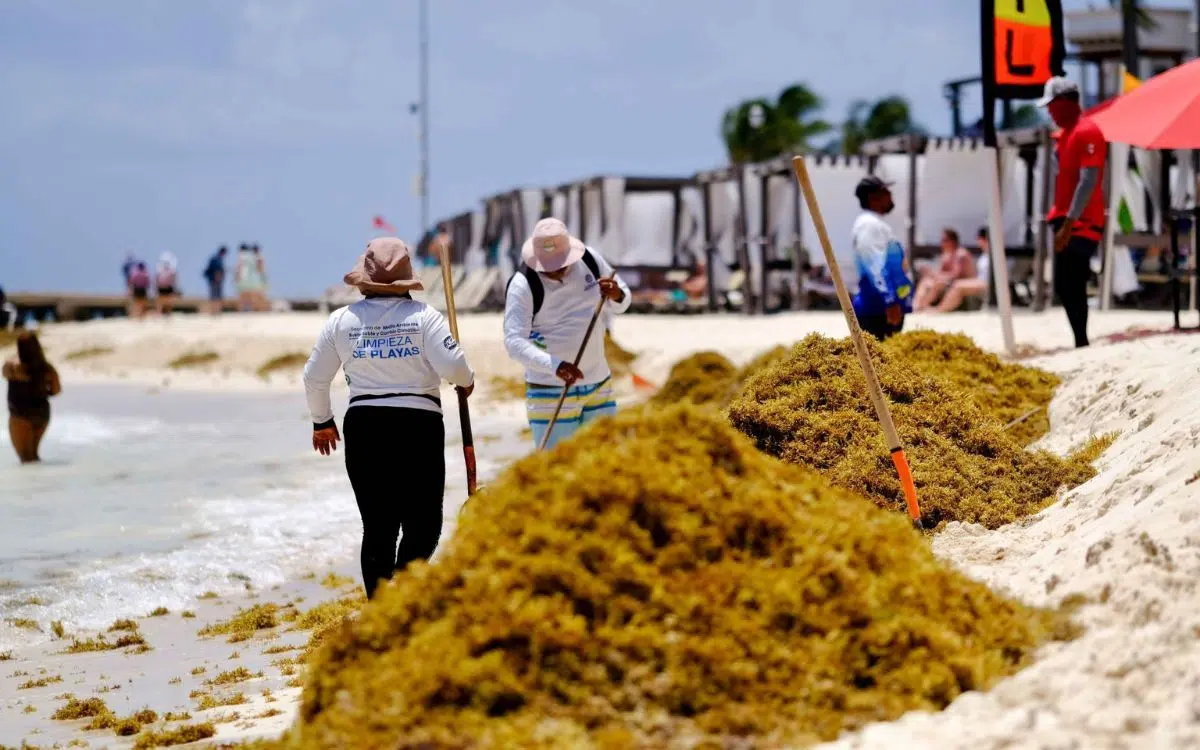 Reinventing Sargassum: How the Caribbean is Turning its Biggest Environmental Problem into an Innovative Solution