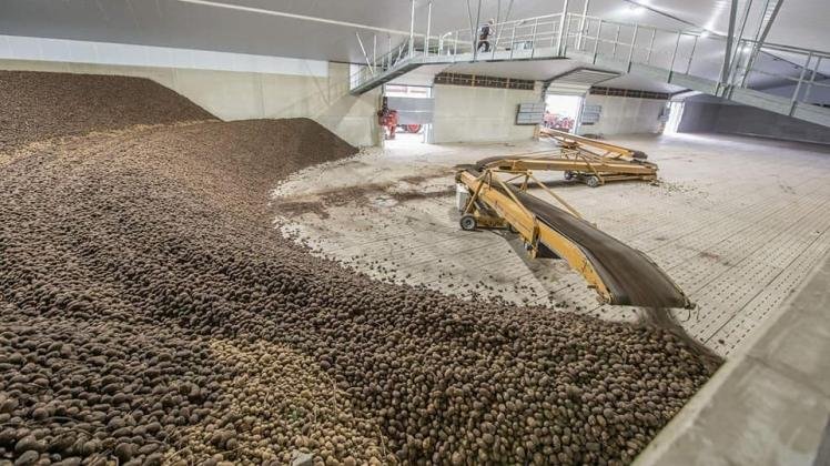 Europe: Historic crisis in the potato market in 2025