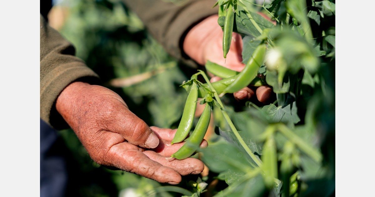 Peru snow peas extend season in Europe