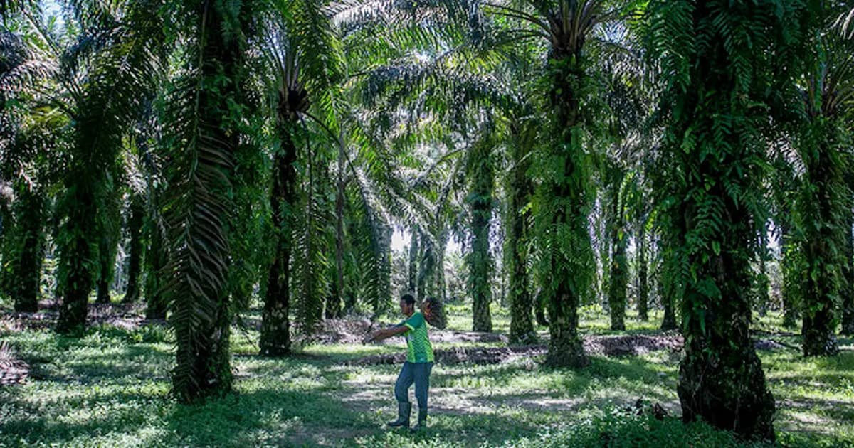 MSPO certification gets EU nod