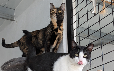 Rota adoptable pet of the month: Darwin and Gumball