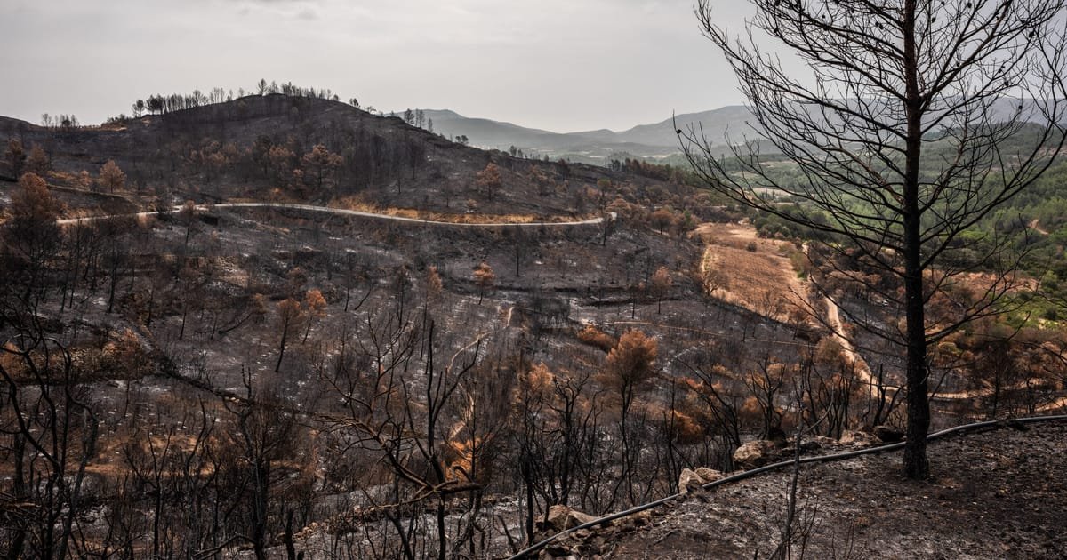 Burning trees for energy is a sustainable activity, EU court rules – POLITICO