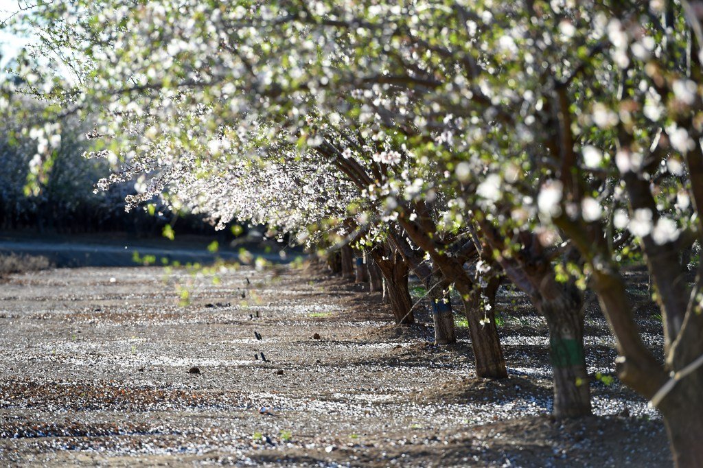 Stanford graduates’ startup turns almond shell waste into organic fertilizer – The Mercury News