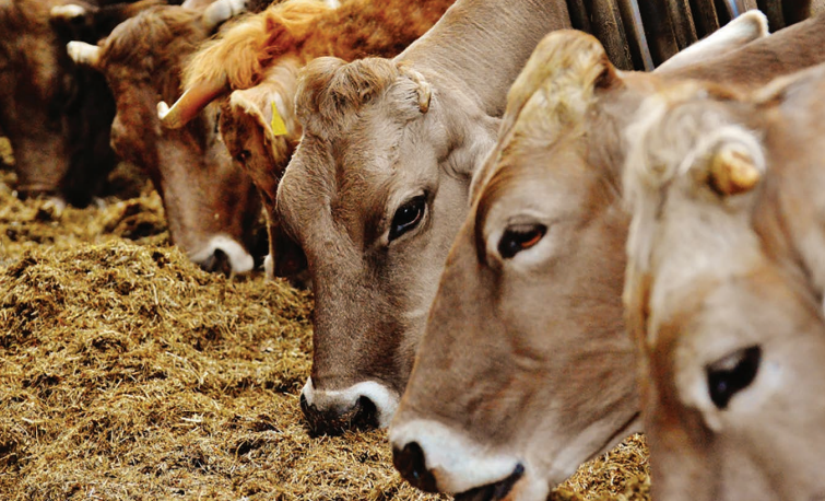 Feeding the future: innovation and sustainability in animal nutrition