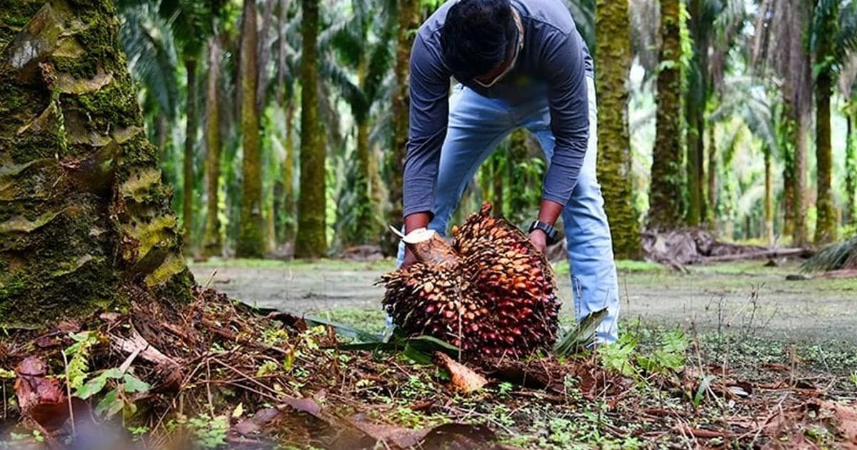 EU pledges continued cooperation with Malaysia on deforestation-free supply chains