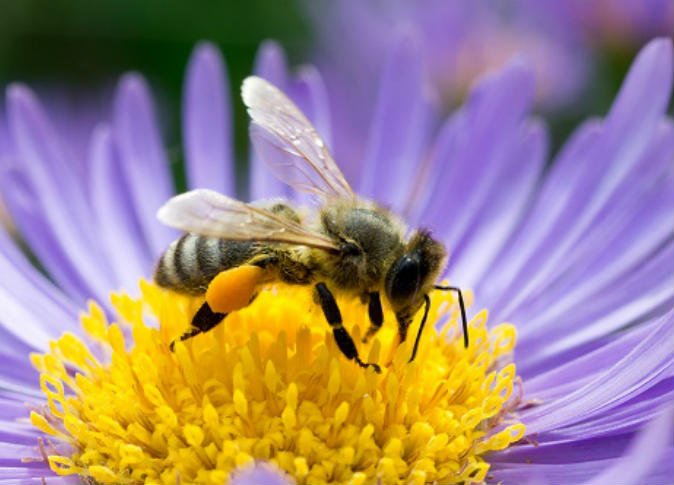 International Union for Conservation of Nature: 100 species of wild bees in Europe are threatened with extinction