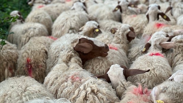 These wool producers are aiming to revitalize the natural fibre’s value in Europe