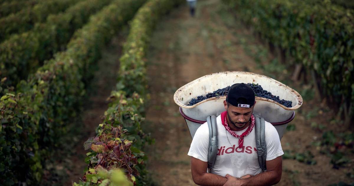 The EU offers new protections for farmers as it seeks to build support for Mercosur trade deal – AgriNews