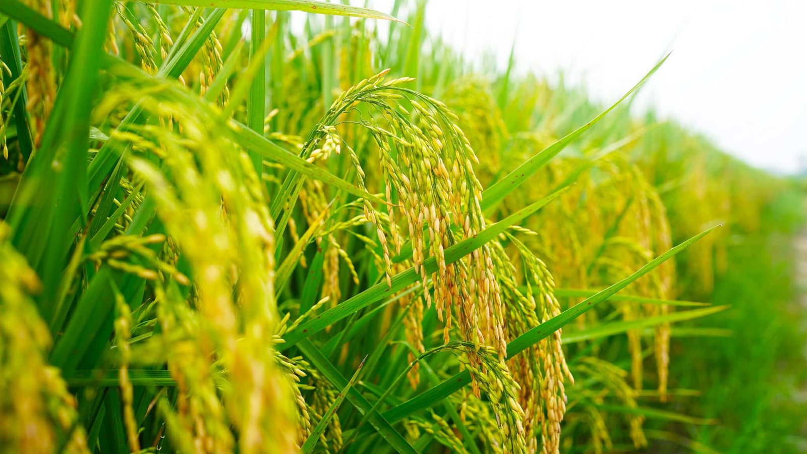 Seeds of Change, Part I – Balancing Productivity and Planet