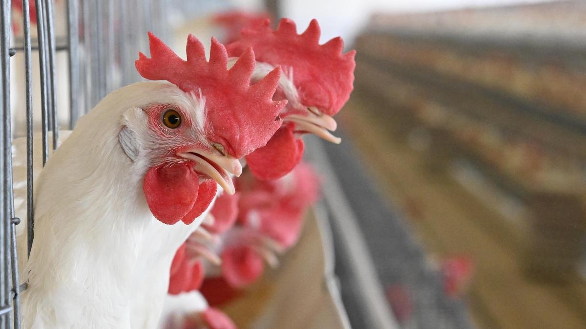 Avian influenza cases increase across Europe