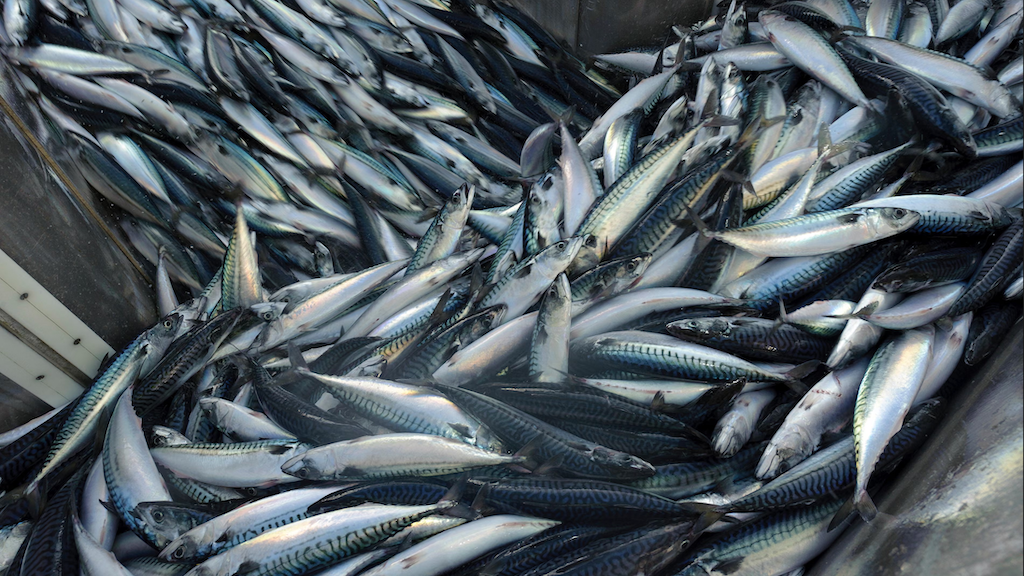 Critical need for agreement on mackerel