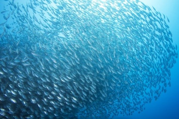 mARS pET FOOD SEAFOOD