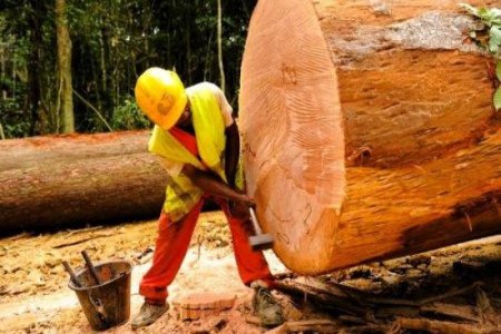 EU anti-deforestation rules may start in 2027, easing pressure on Cameroon
