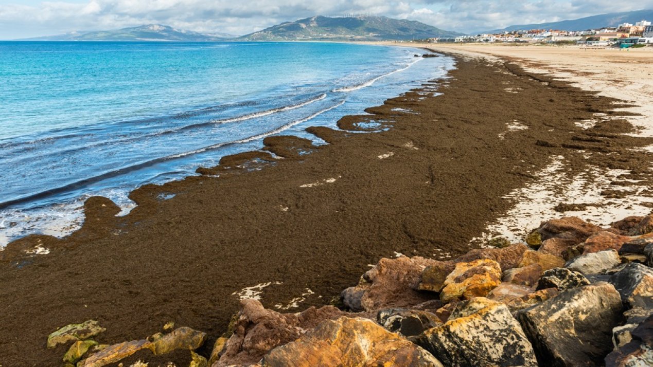 Mexico, EU Strengthen Sargassum Circular Economy Cooperation