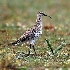 IUCN confirms extinction of Slender-billed Curlew, once common across North Africa