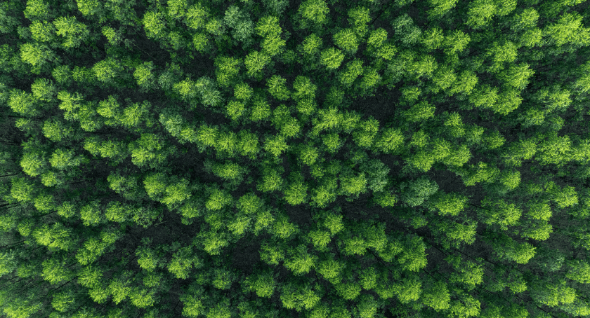 Lecta commits to combating deforestation in Europe