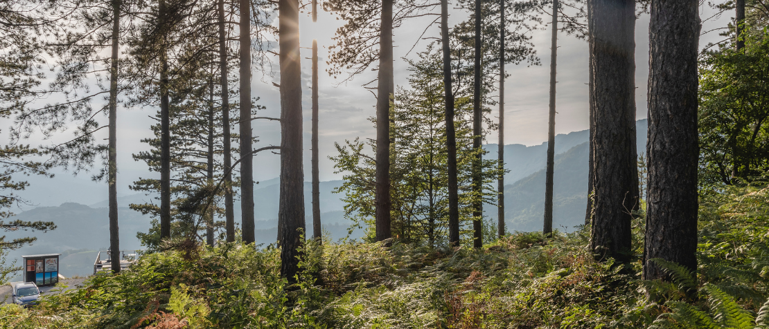 protecting forests and cities in Europe and Central Asia