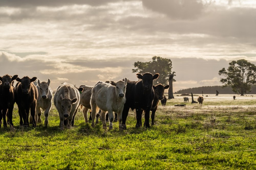How a ‘One Health’ strategy can secure sustainable EU farming